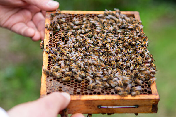 Buckfast-Bienen auf einem Imker-Rähmchen